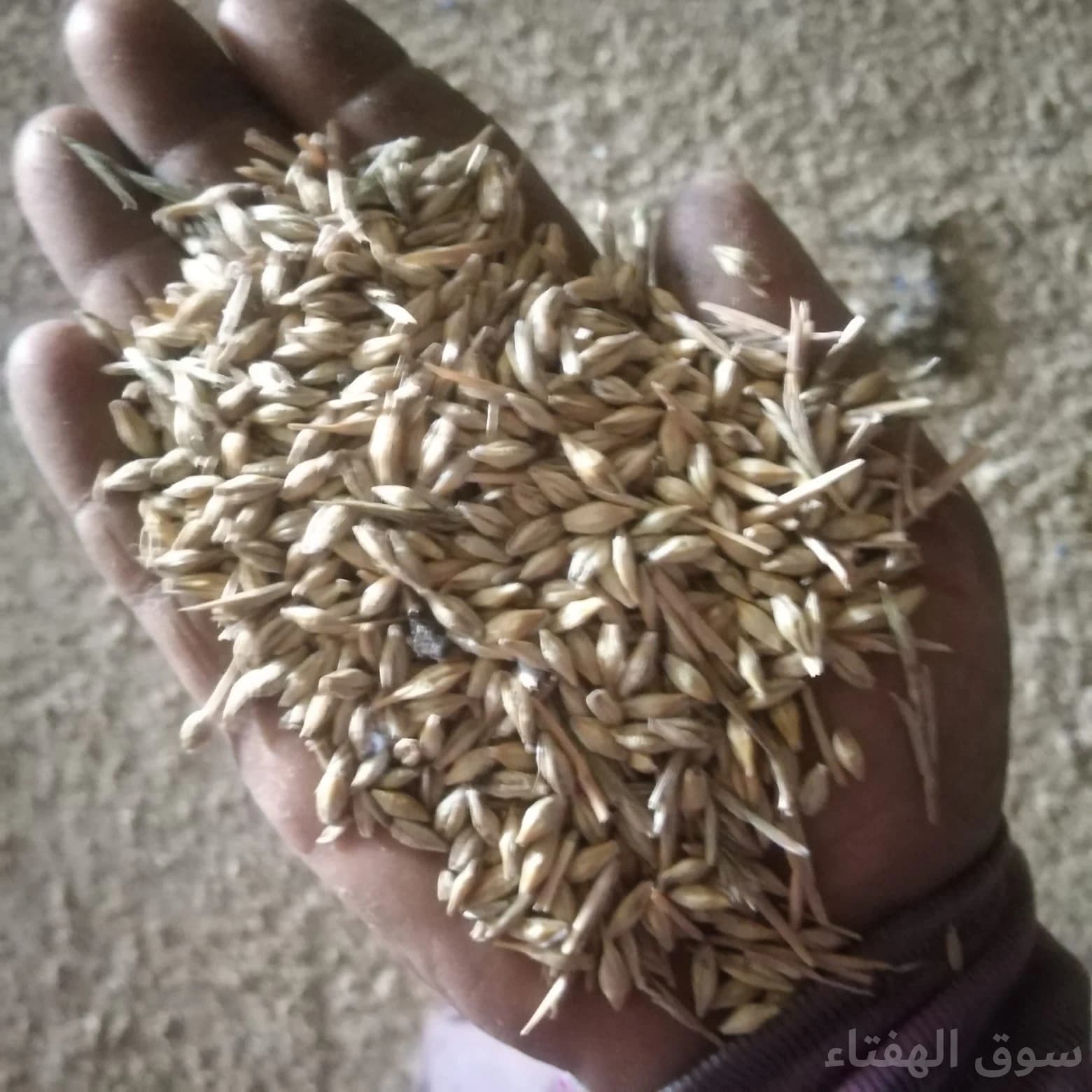 للبيع شعير محلي طيب 2