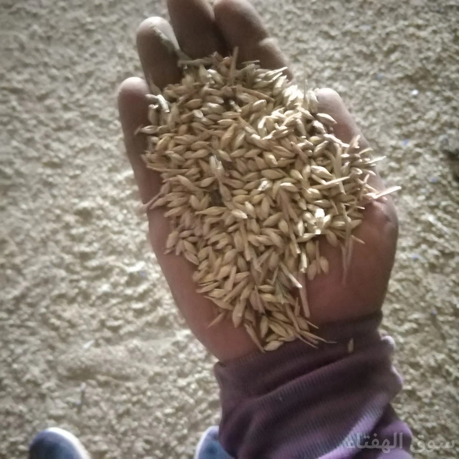 للبيع شعير محلي طيب 3