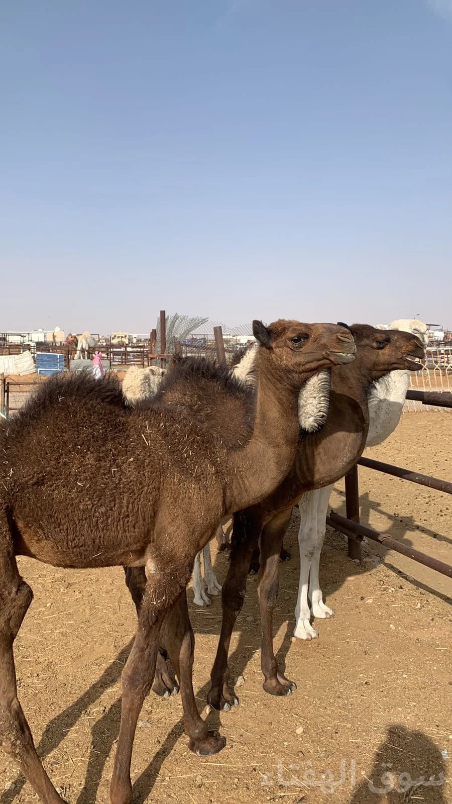 للبيع قعدان لباني