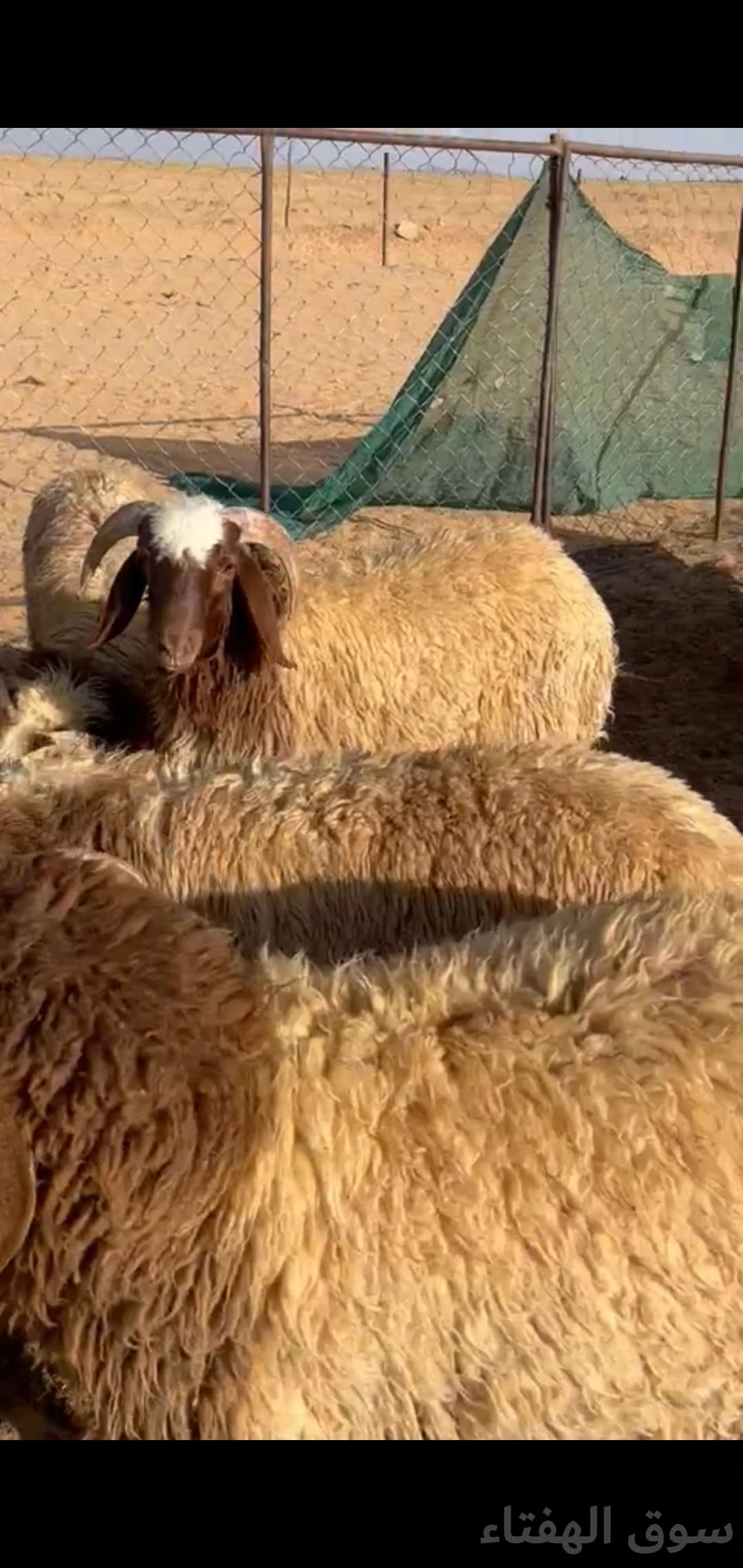 للبيع بهم ضحايا جبر وطيب 2