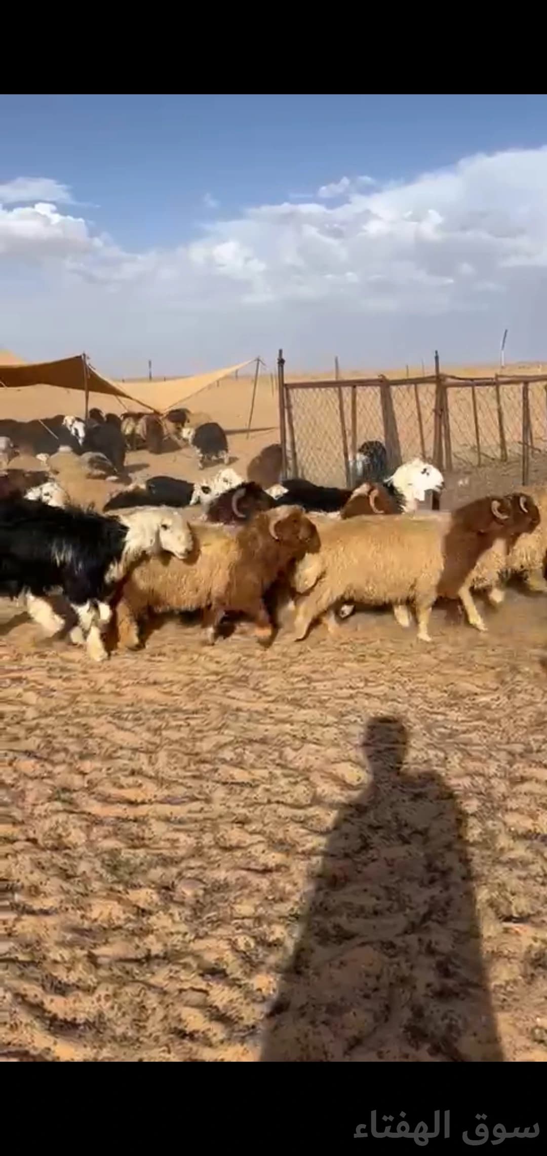 للبيع بهم ضحايا جبر وطيب 3
