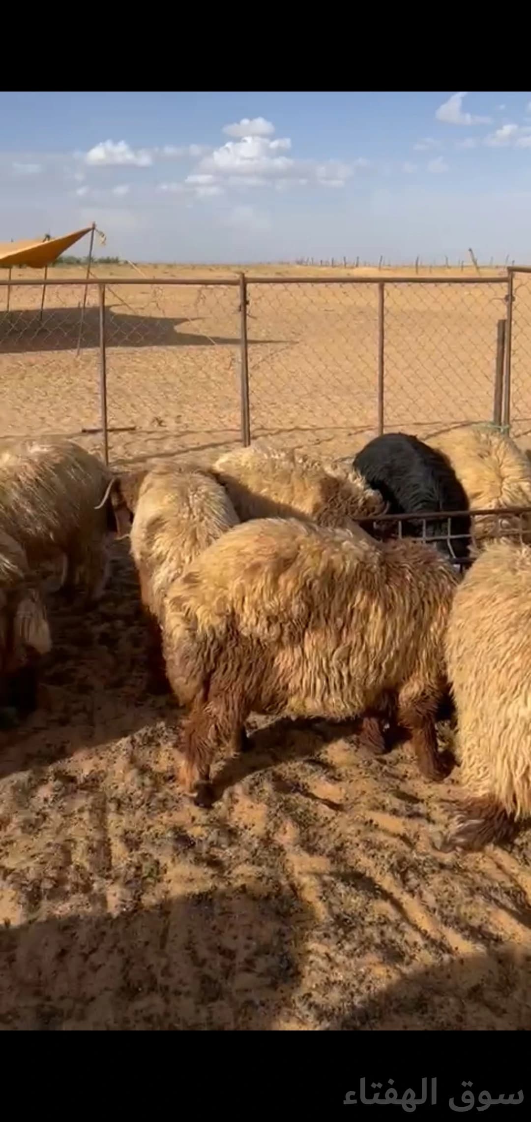 للبيع بهم ضحايا جبر وطيب 4
