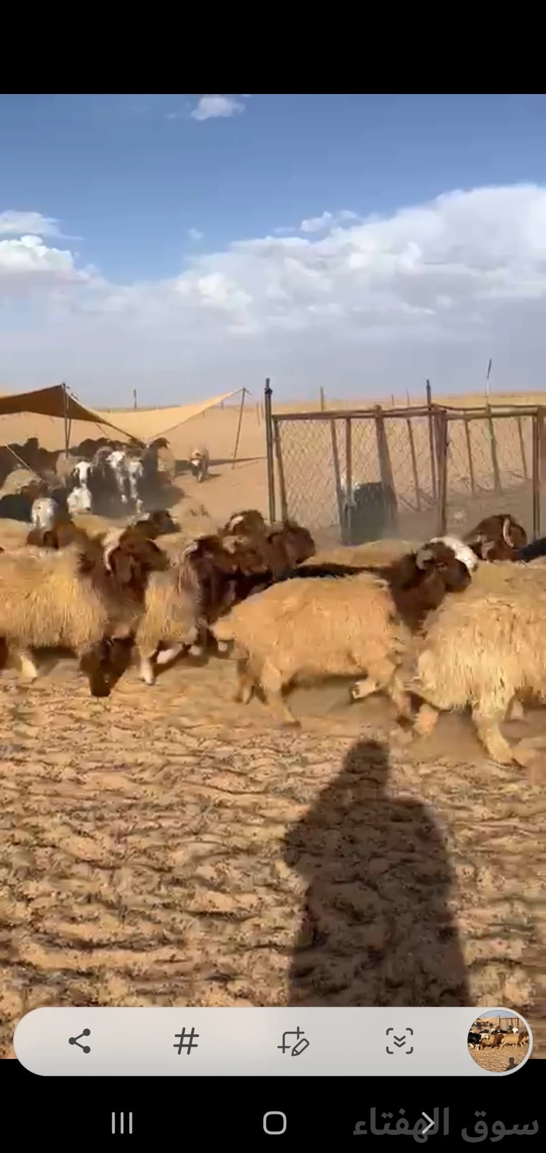 للبيع بهم ضحايا جبر وطيب 5