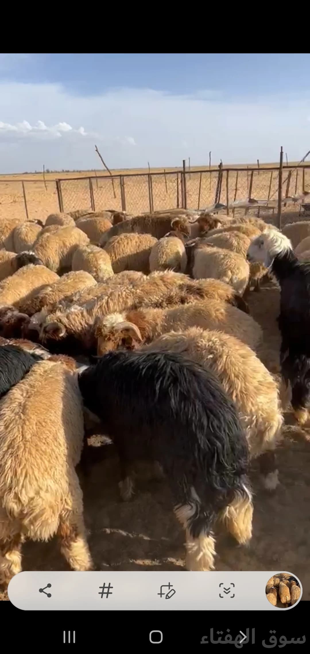 للبيع بهم ضحايا جبر وطيب 6