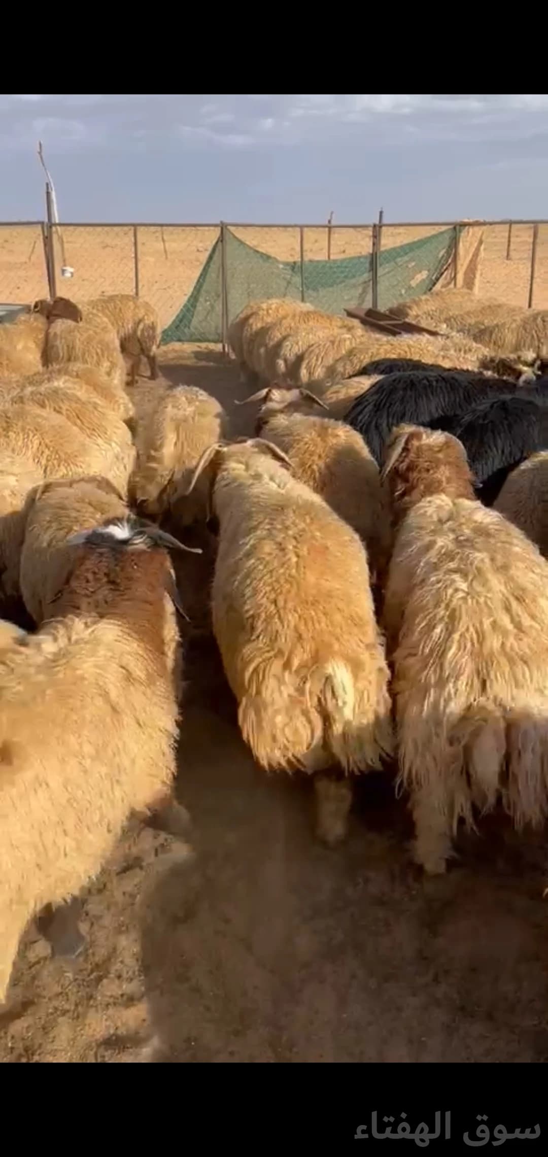 للبيع بهم ضحايا جبر وطيب 7