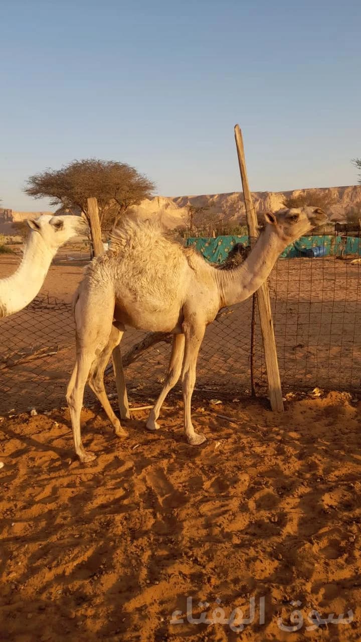 للبيع قعدان لباني طيبه 2
