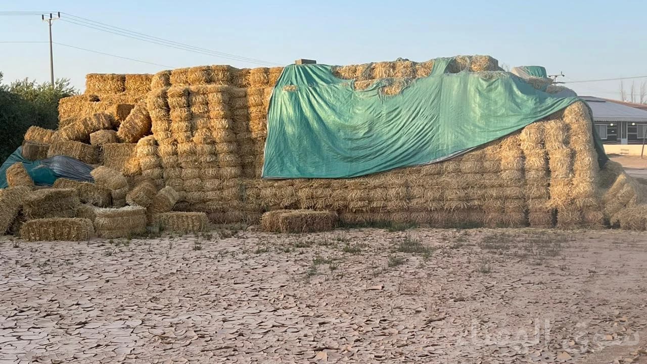 للبيع تبن شعير شد طيب