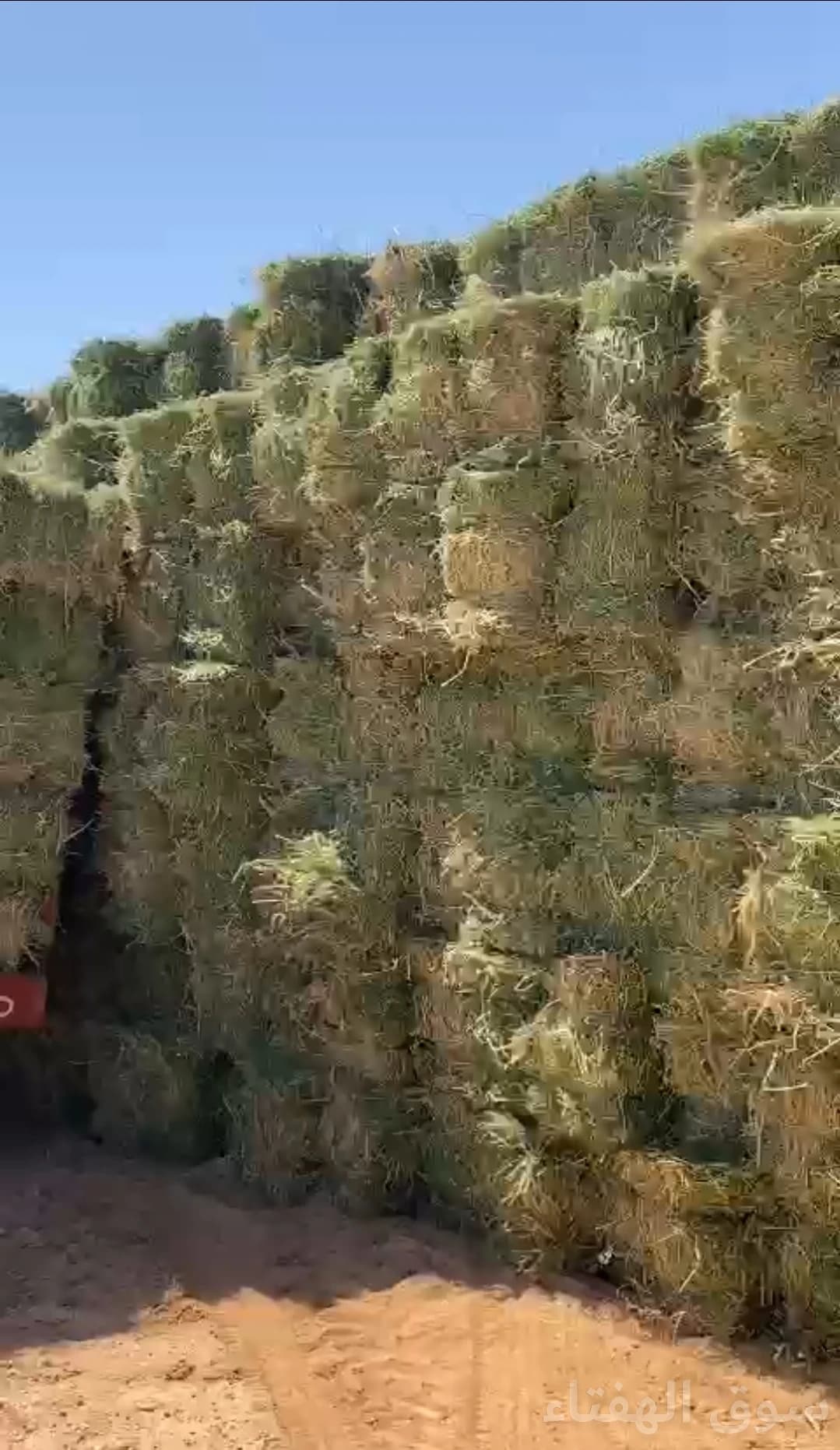 للبيع برسيم شد طيب 2