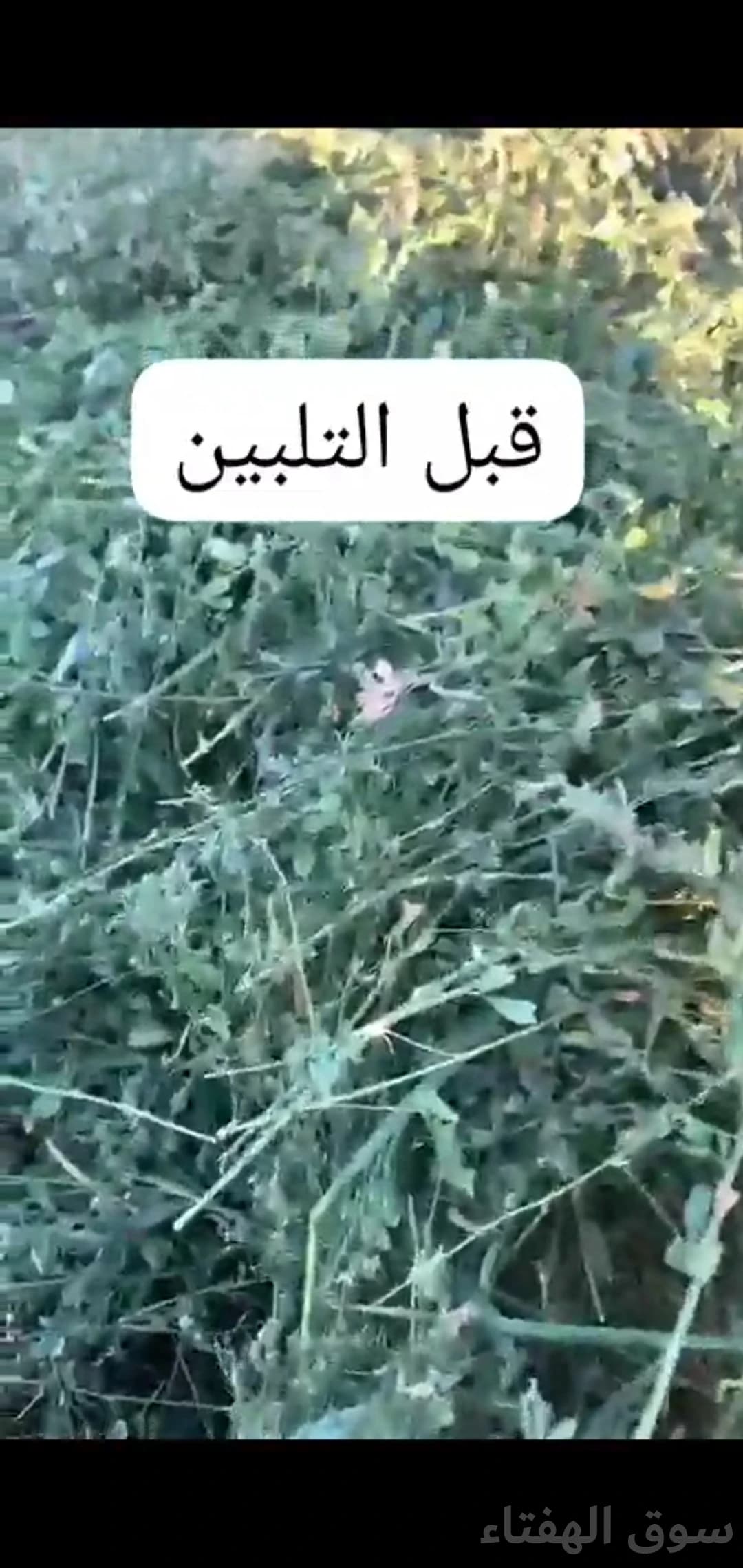 للبيع برسيم ناعم ورق 2