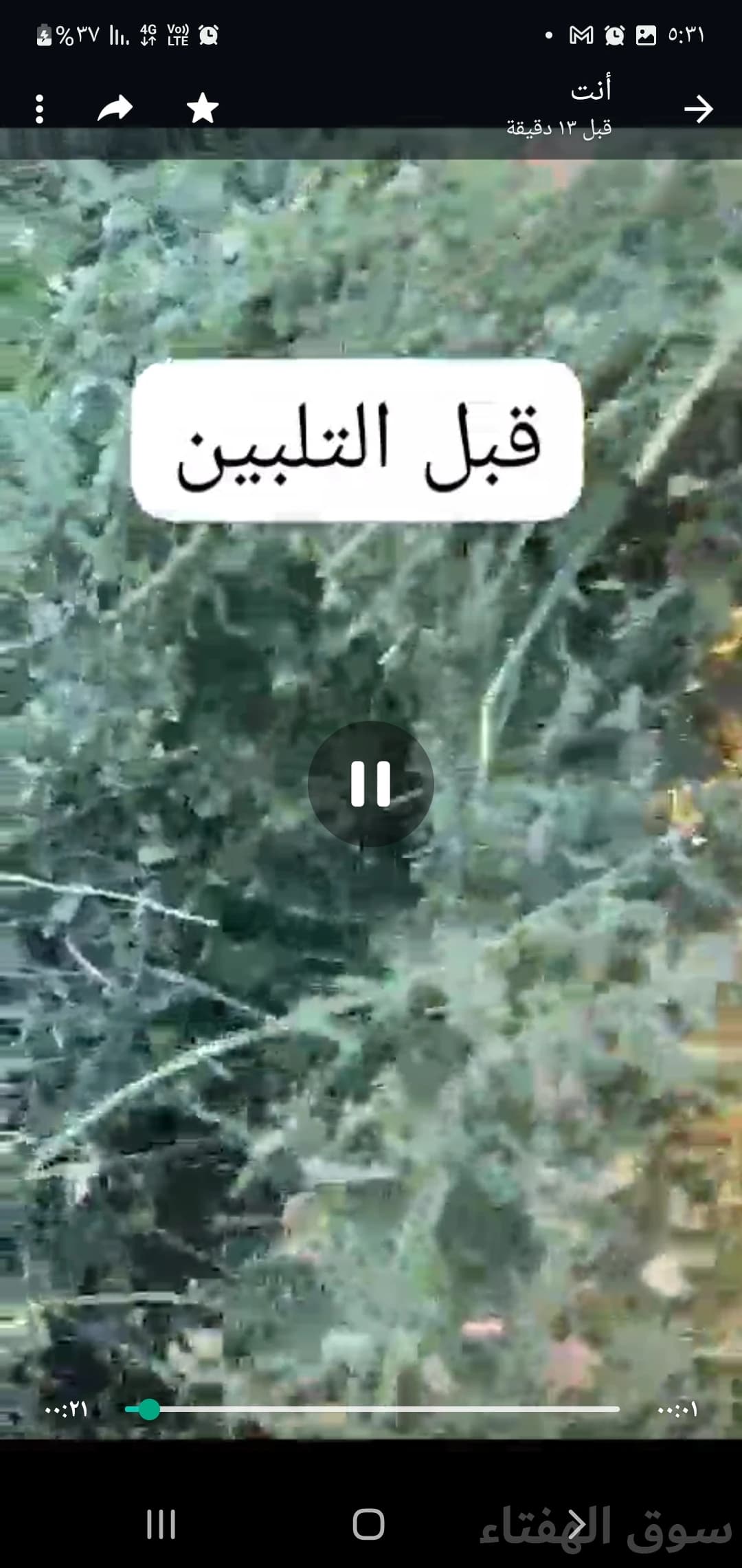 للبيع برسيم ناعم ورق 3