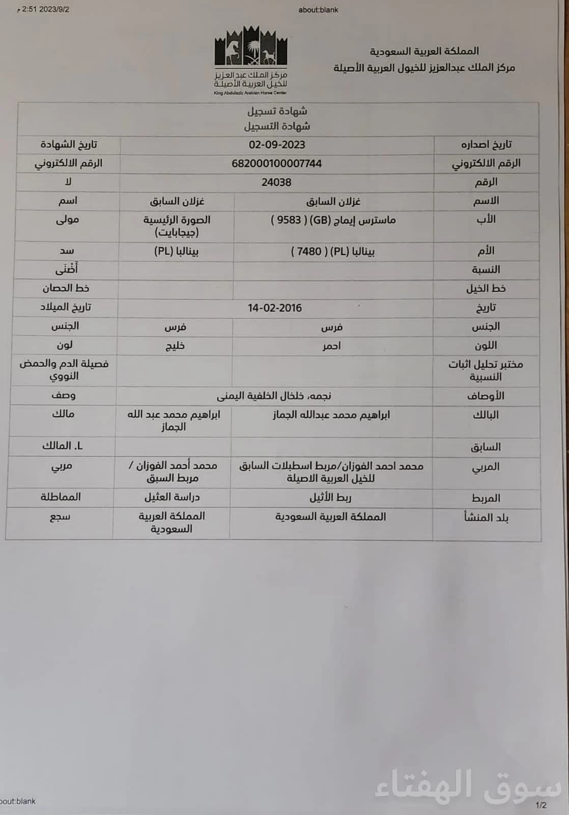 للبيع فرس عربيه اصيل 2