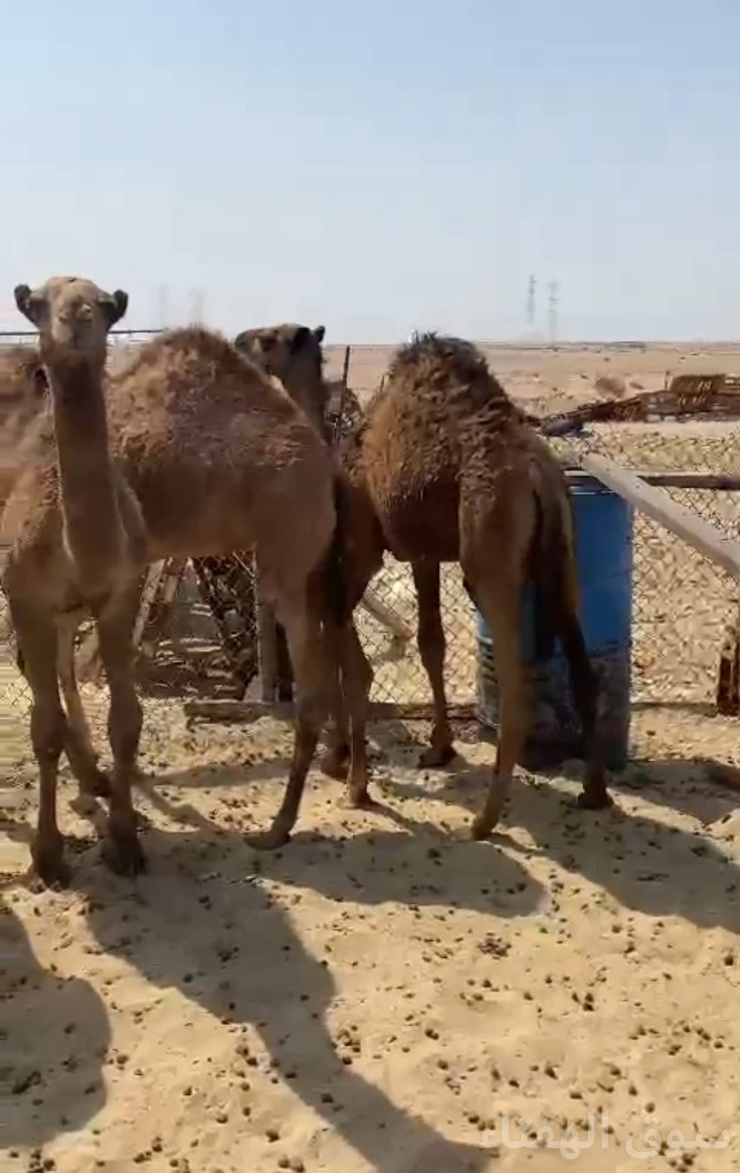 للبيع قعدان طيبه ماشاءالله