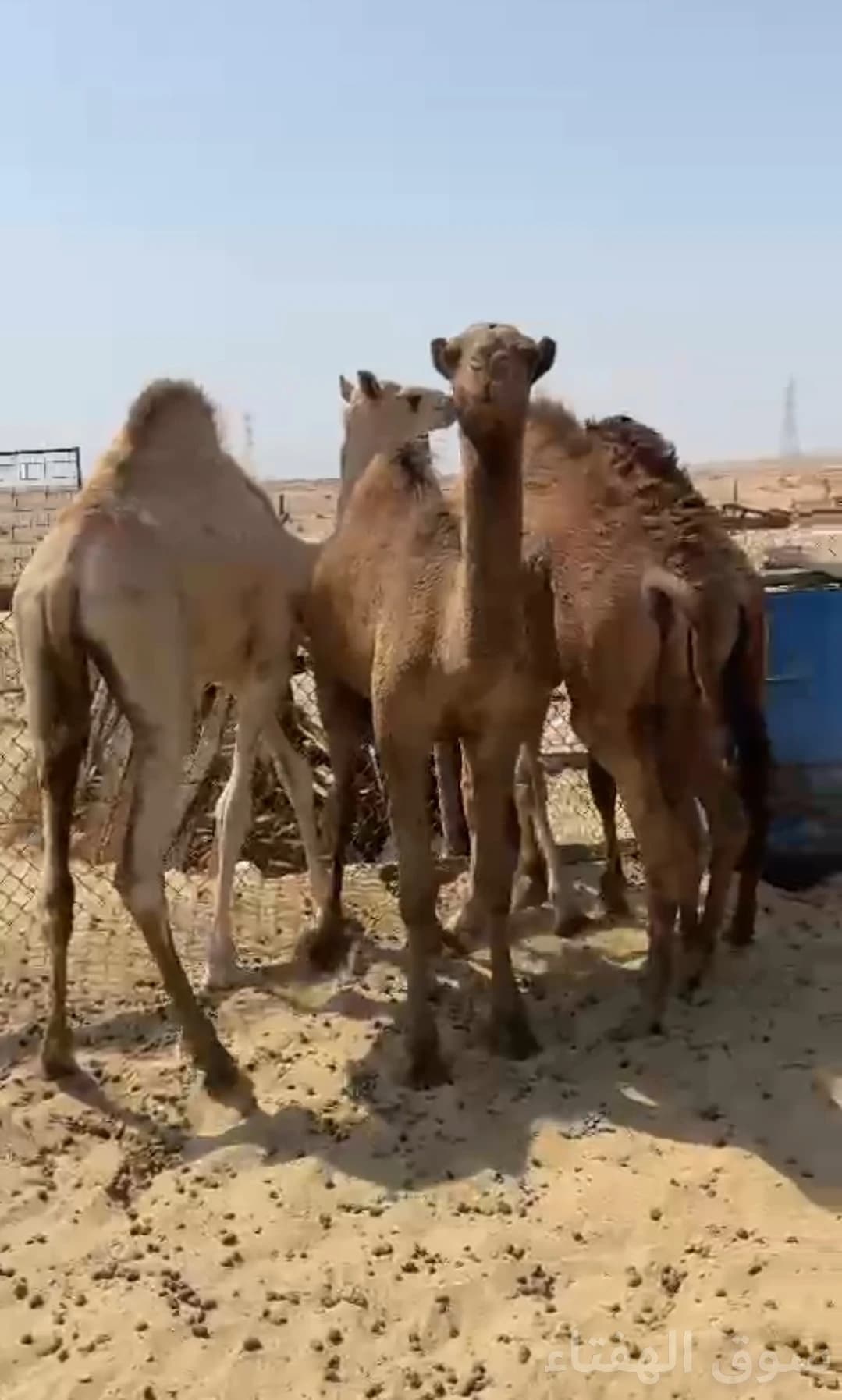 للبيع قعدان طيبه ماشاءالله 2