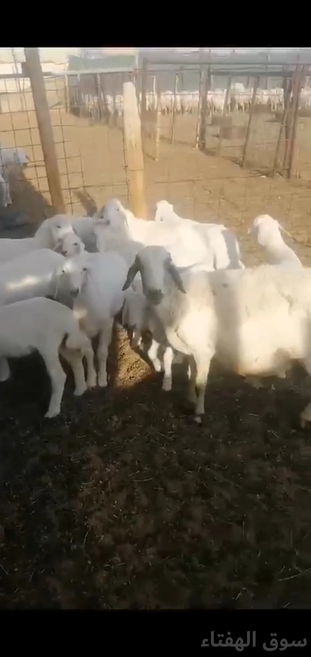 للبيع غنم حريه 2