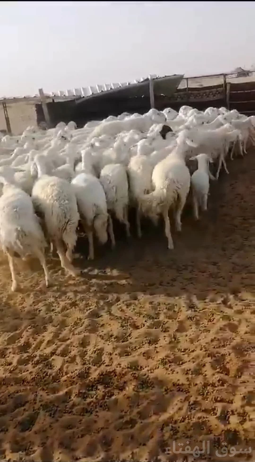 للبيع غنم حريه 3