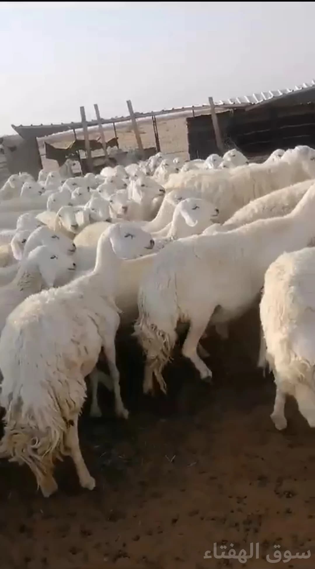للبيع غنم حريه 5