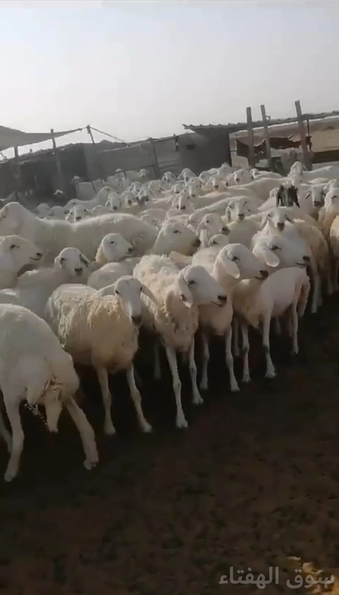 للبيع غنم حريه 4