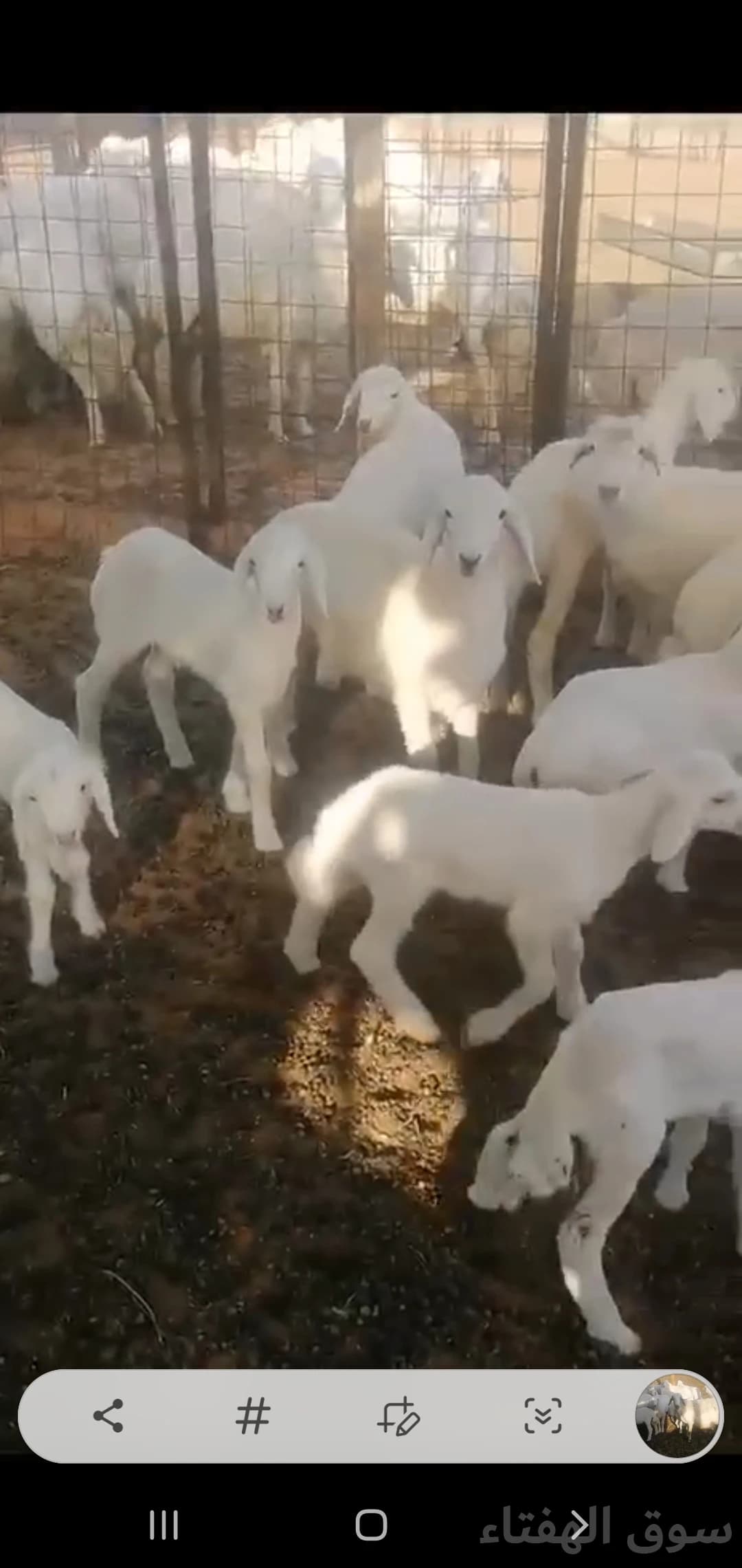 للبيع غنم حريه 7