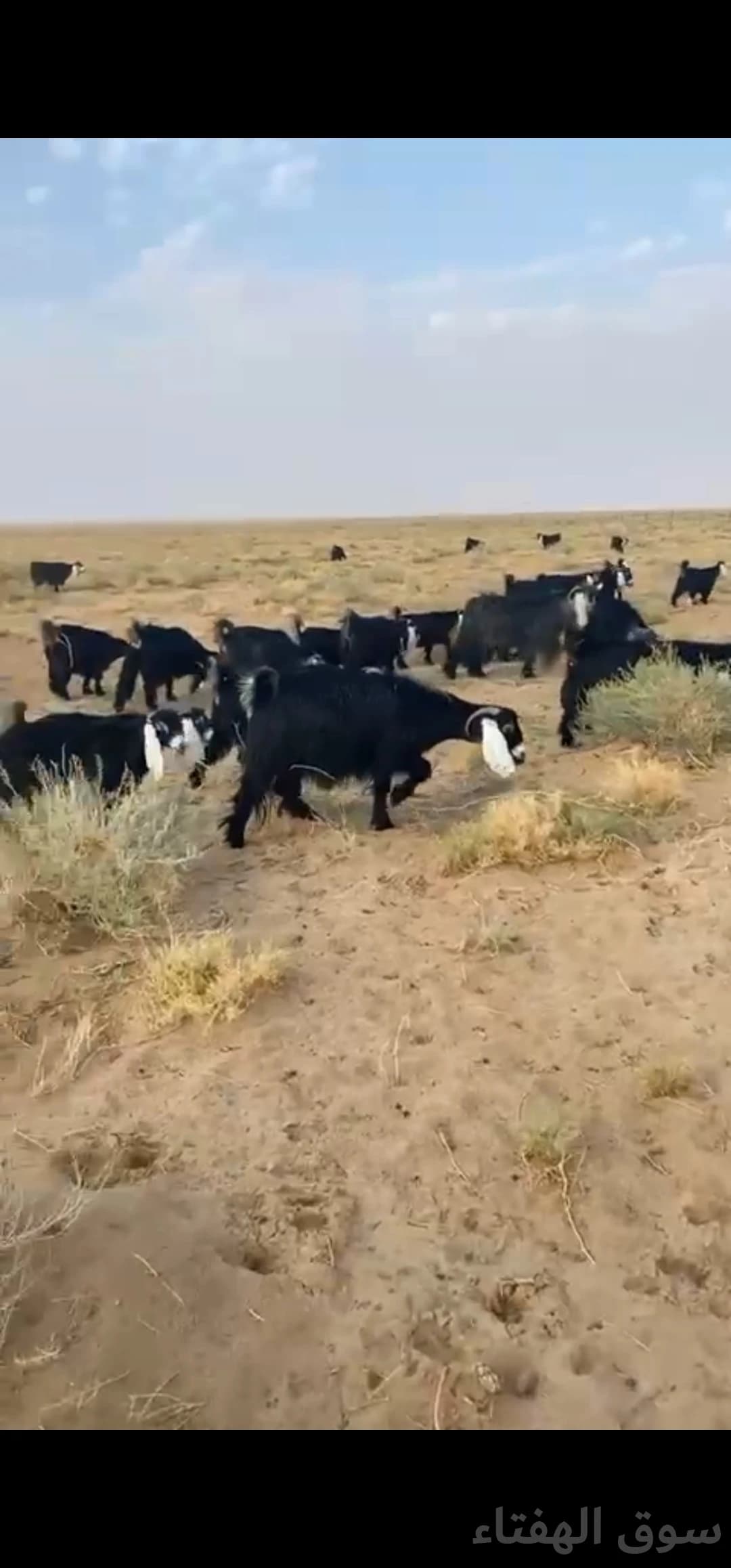 للبيع معزاء مراح عوارض