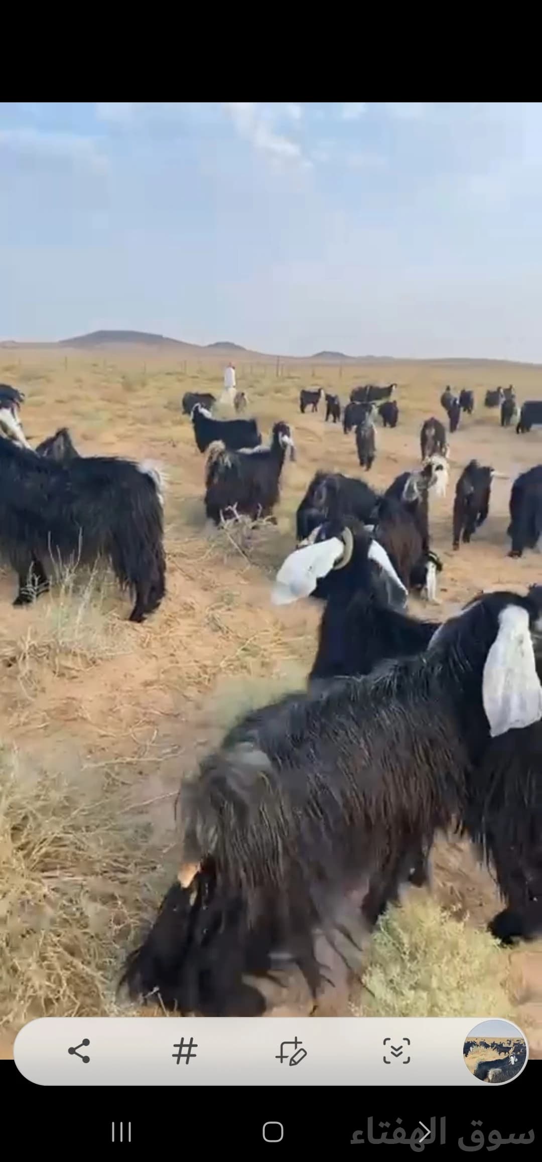 للبيع معزاء مراح عوارض 2