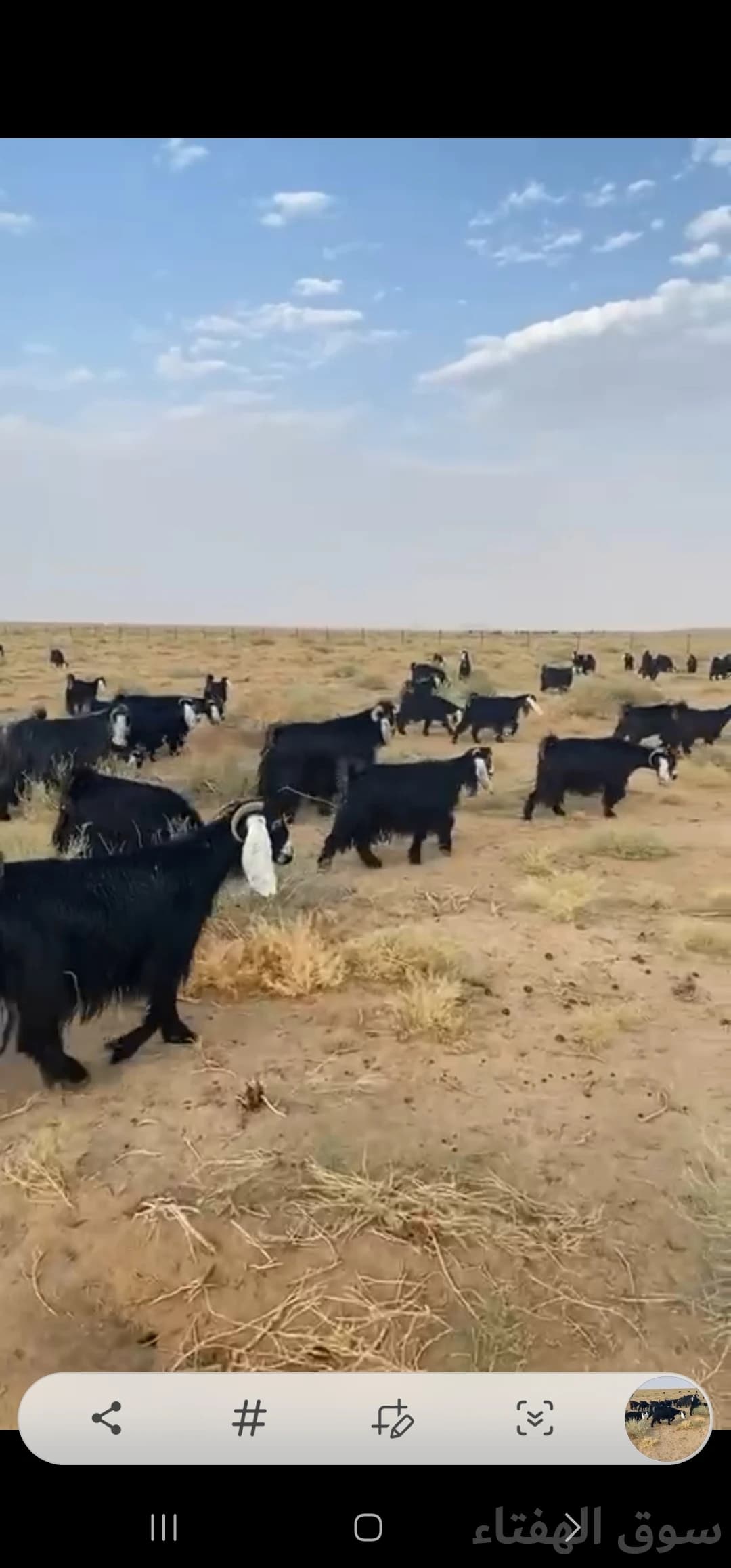 للبيع معزاء مراح عوارض 3
