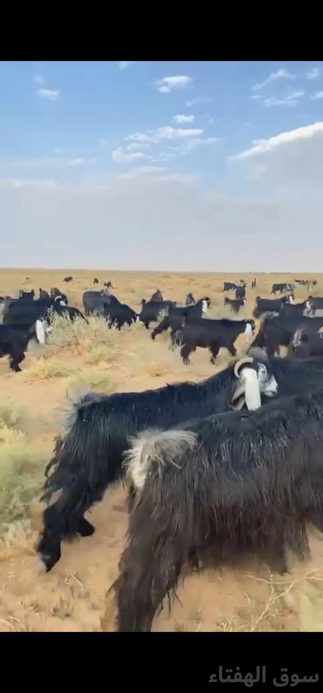 للبيع معزاء مراح عوارض 4