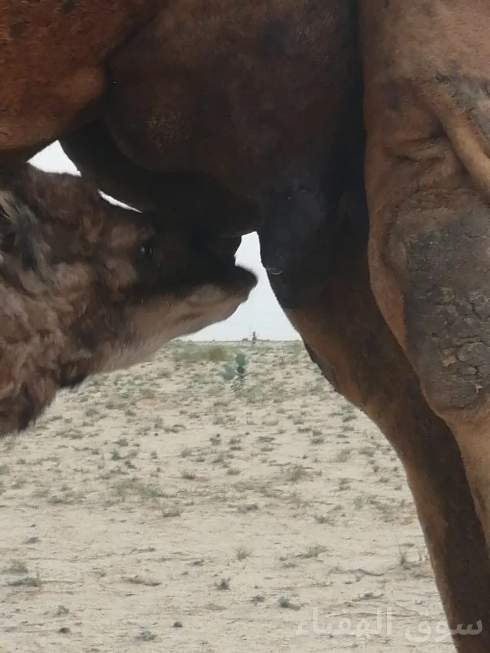 للبيع ناقه خلفه طيبه 2