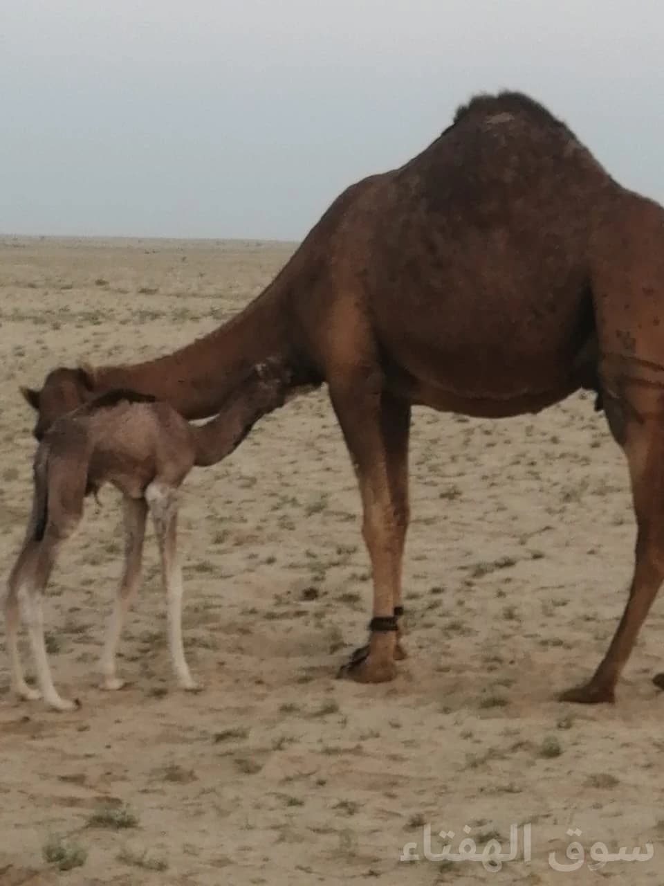 للبيع ناقه خلفه طيبه