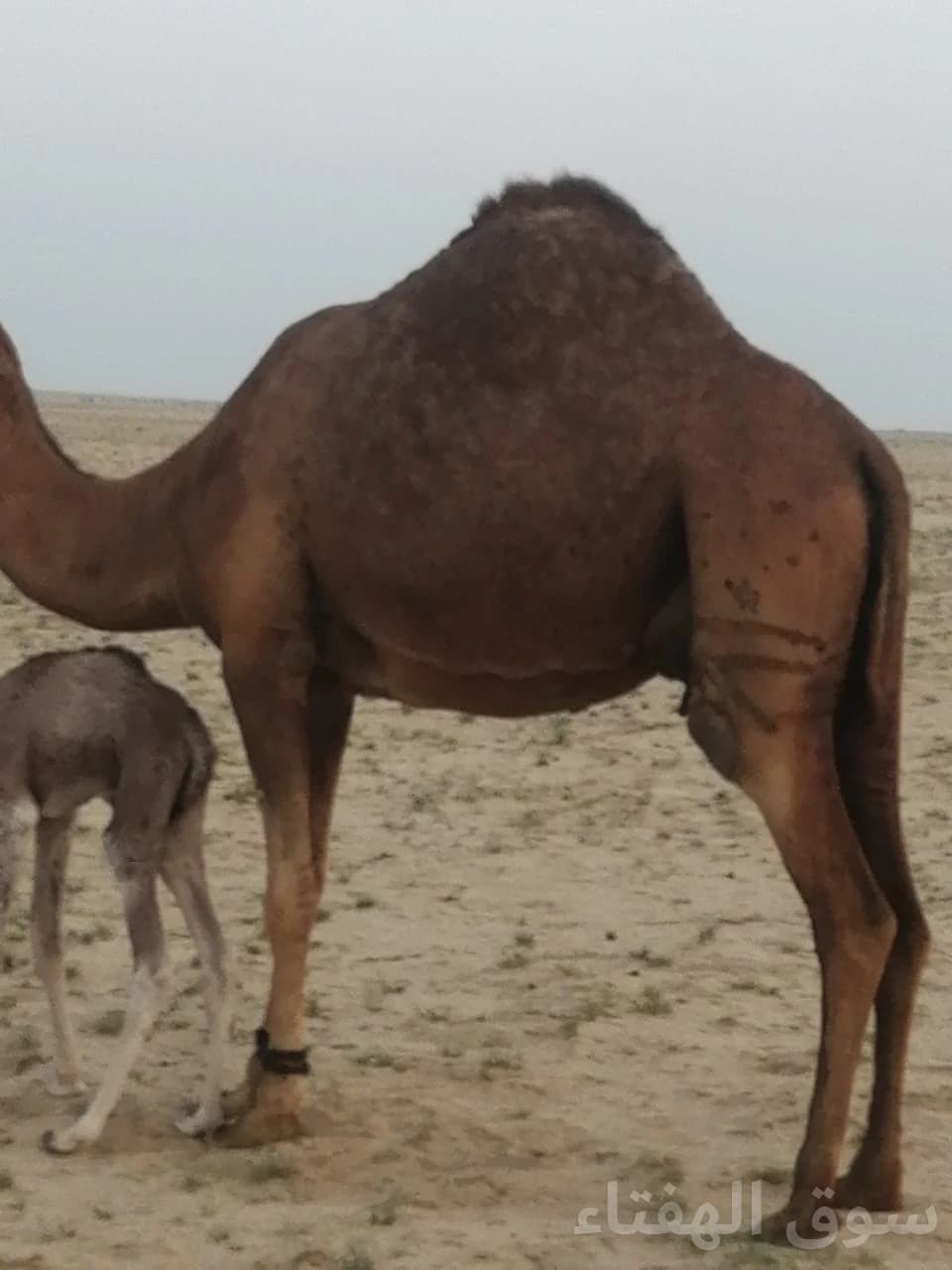 للبيع ناقه خلفه طيبه 4