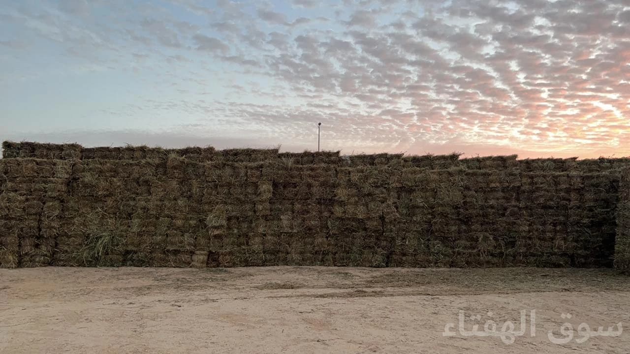 للبيع اعلاف حشايش  دخن 4