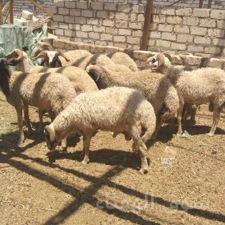 قصاب ماهر بالرياض 0558768359 2