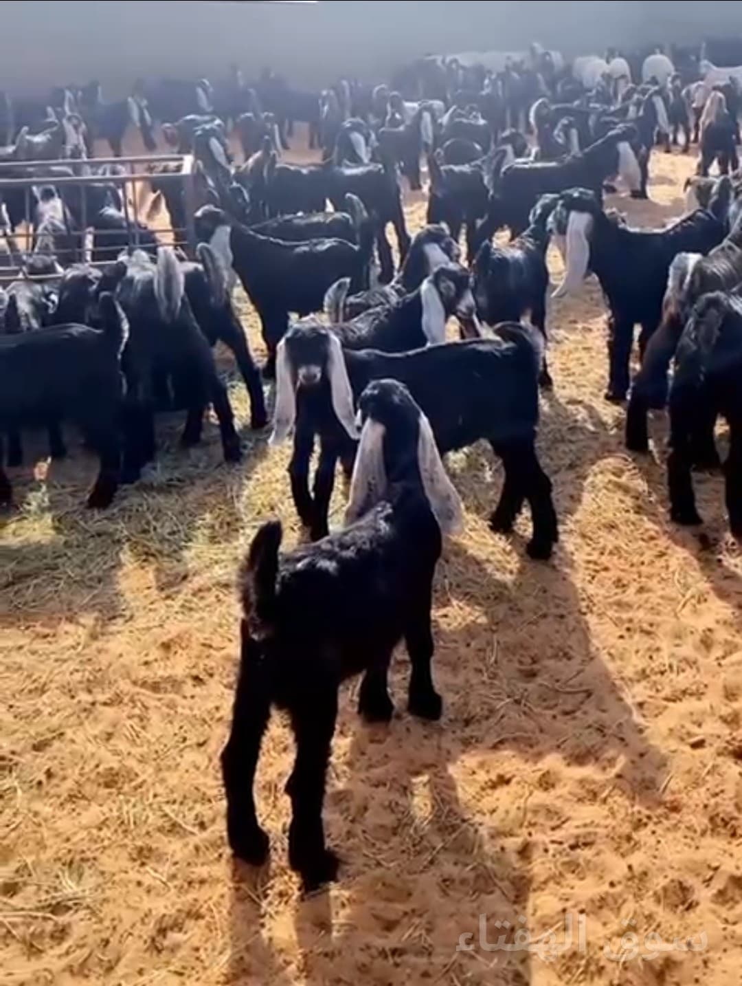 للبيع معزاء عوارض مطافيل 2