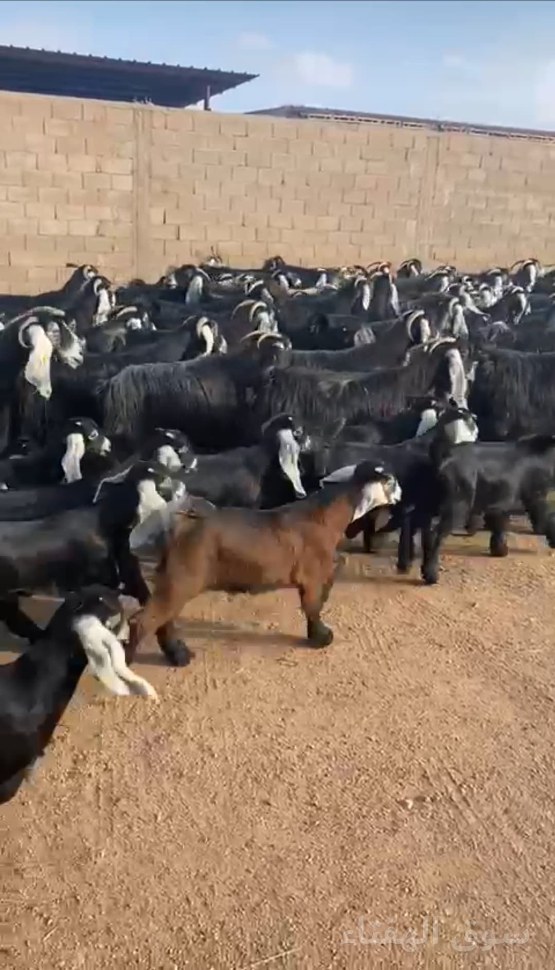 للبيع معزاء عوارض مطافيل 4