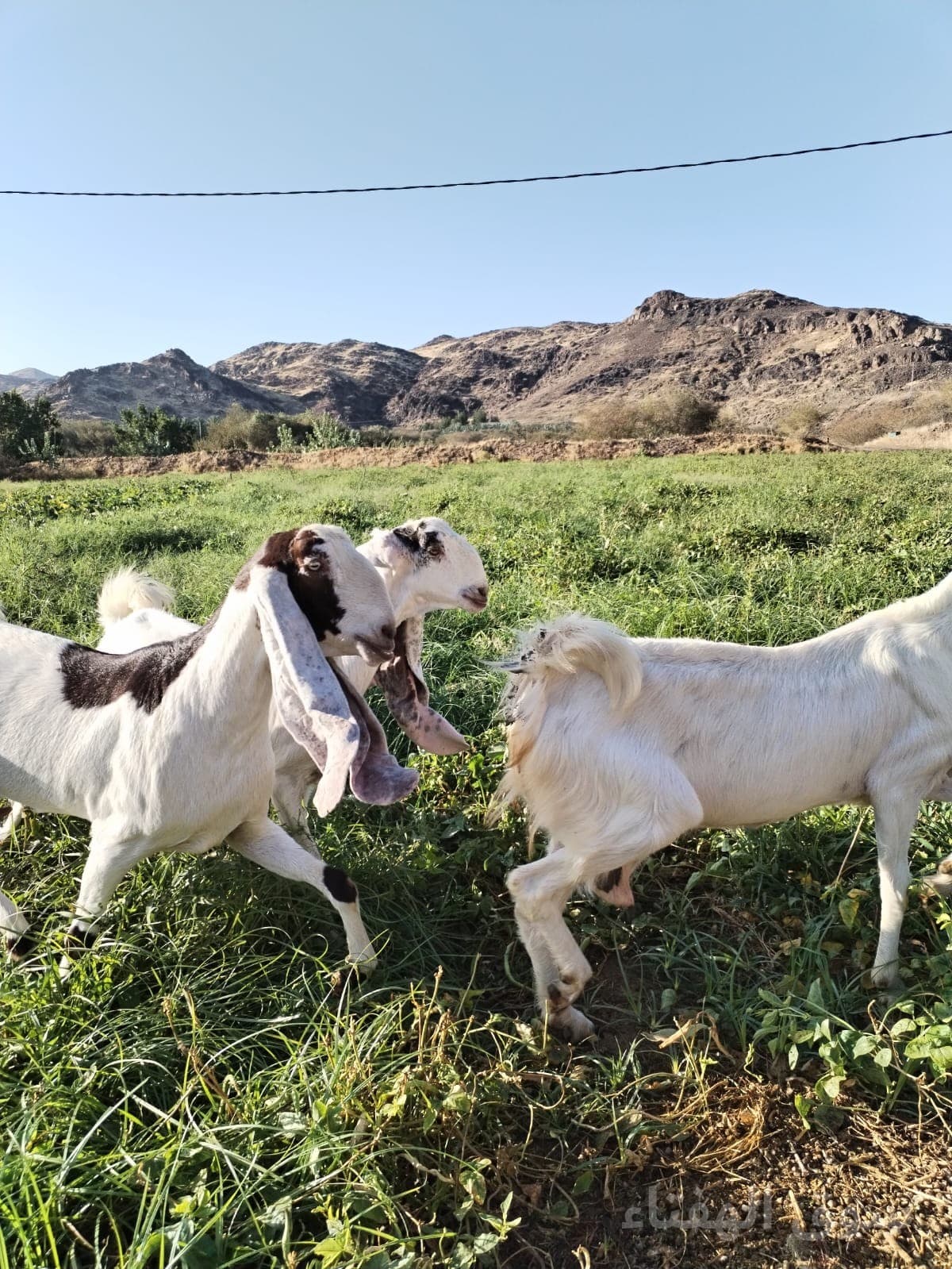 للبيع معزاء طيبه 4