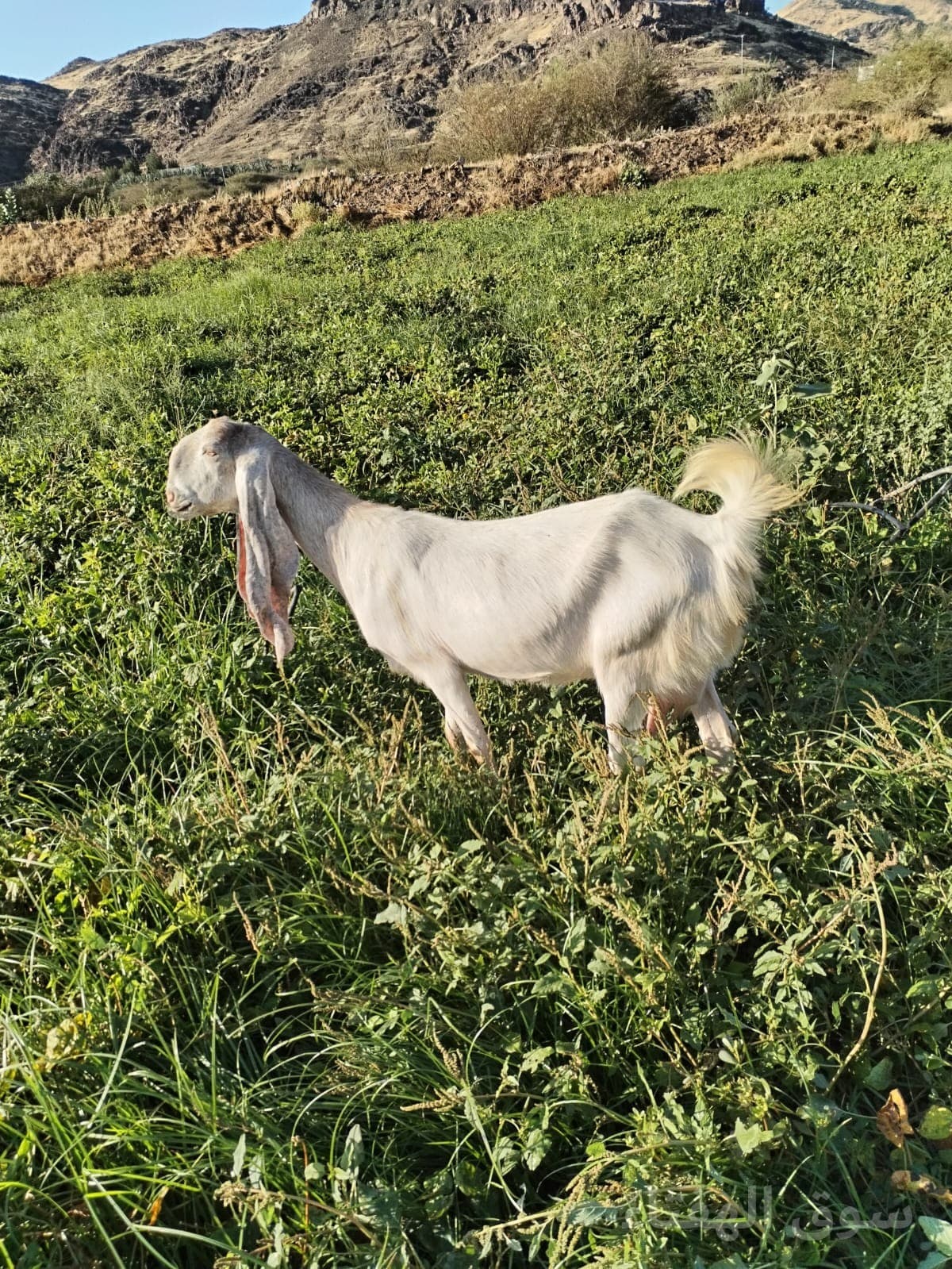 للبيع معزاء طيبه 9