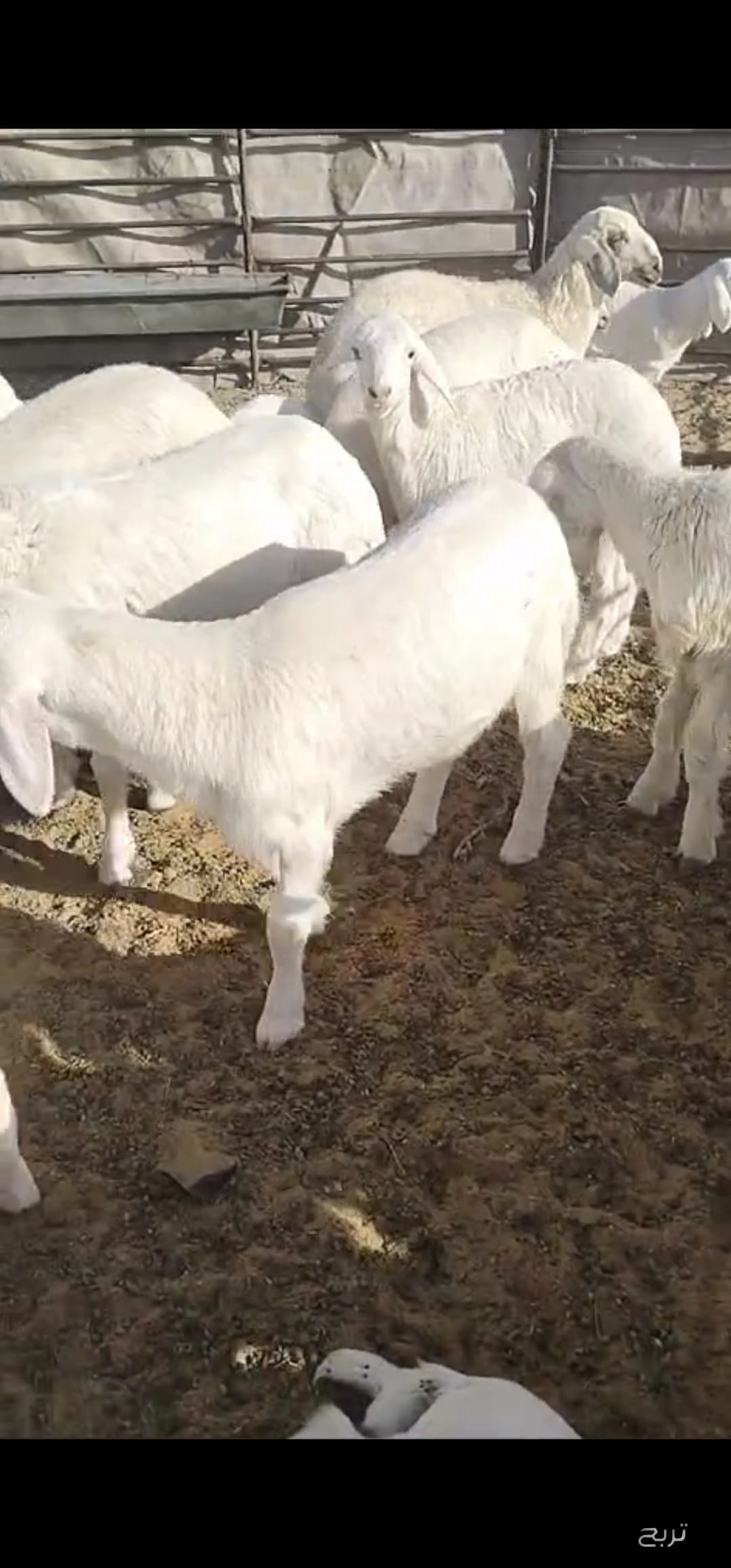 للبيع غنم رغايث حريه 9