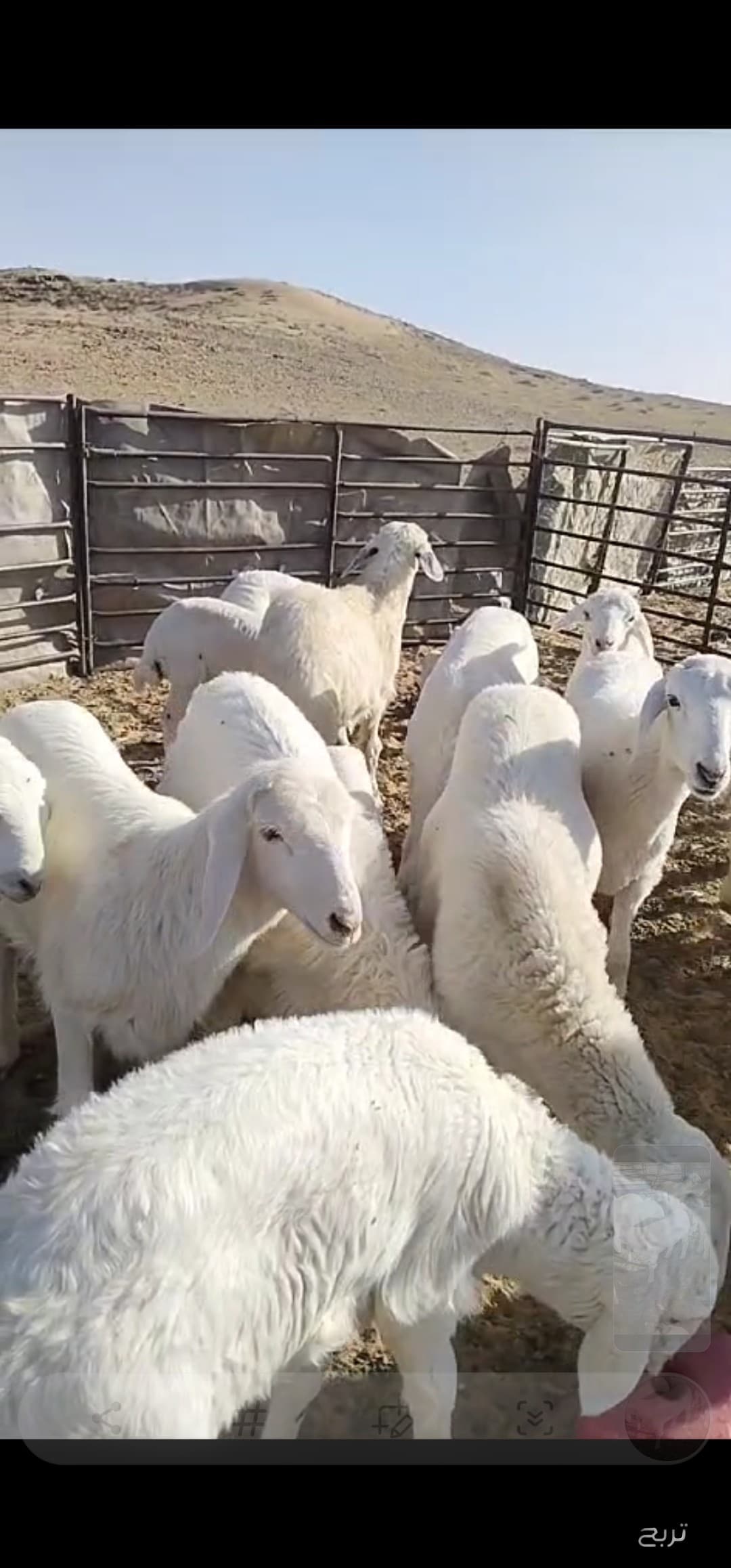 للبيع غنم رغايث حريه 8