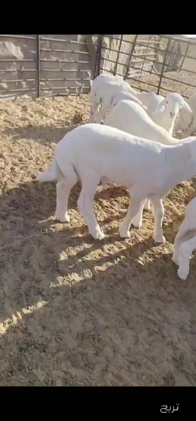 للبيع غنم رغايث حريه 4