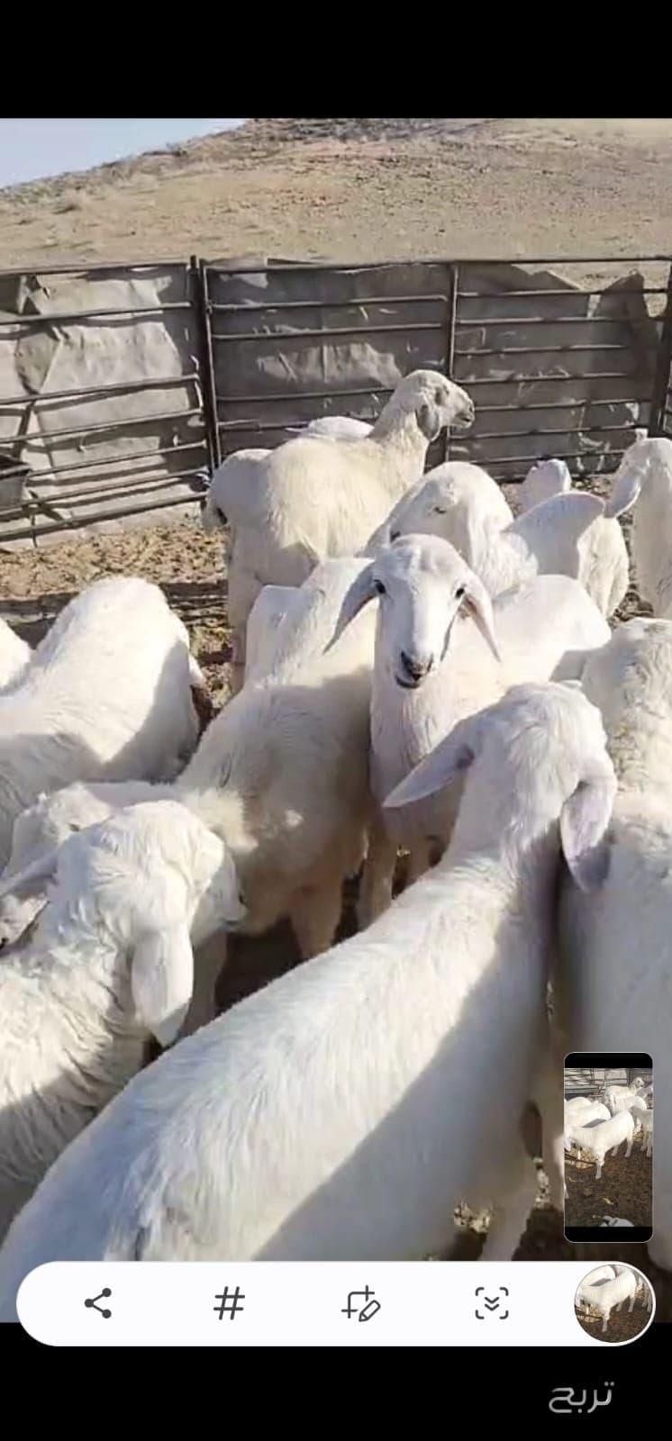 للبيع غنم رغايث حريه 6