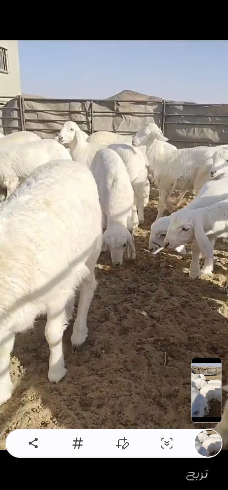 للبيع غنم رغايث حريه 2