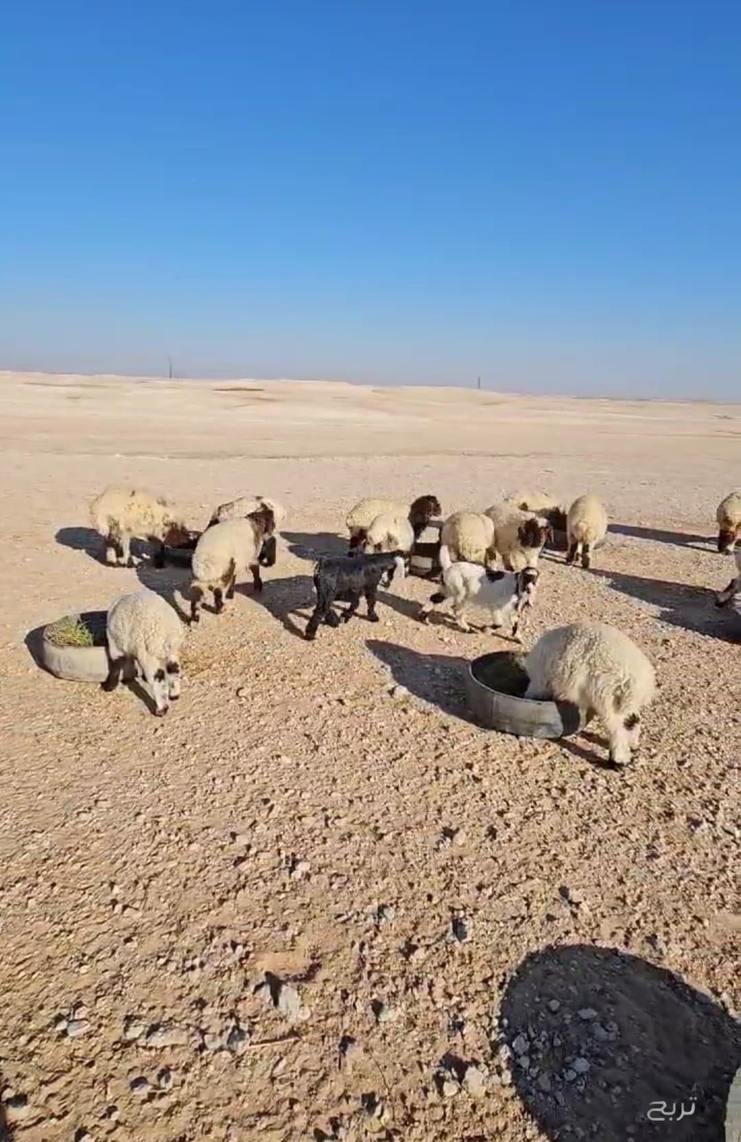 للبيع غنم نعيم 4