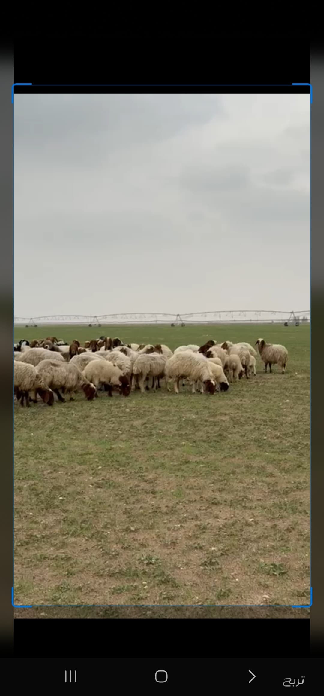 للبيع غنم نعيم 3