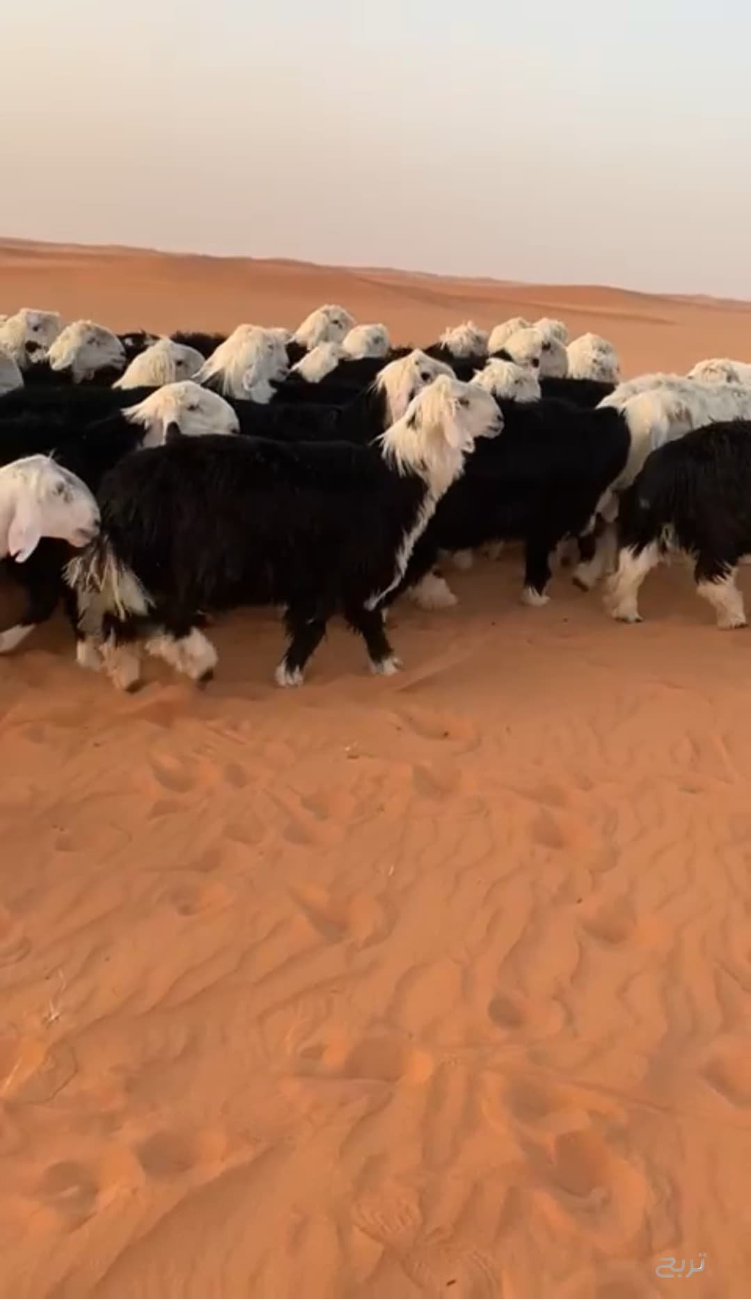 للبيع خرفان نجد ضحايا 2