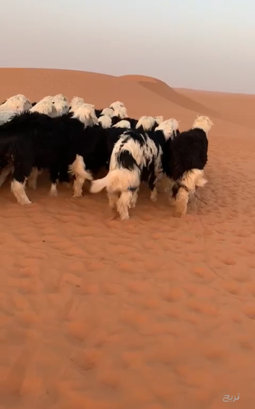 للبيع خرفان نجد ضحايا 3