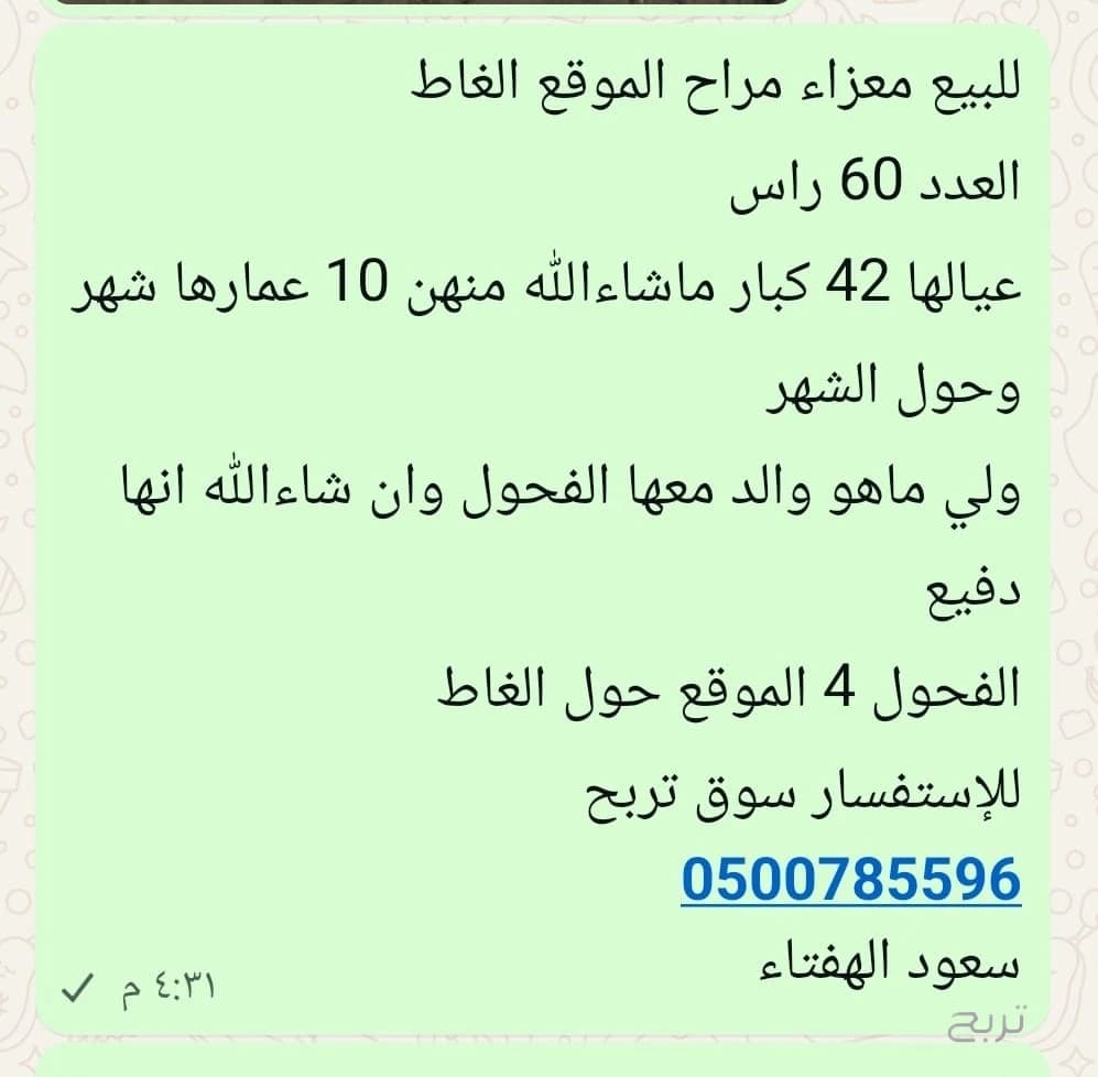 للبيع معزاء