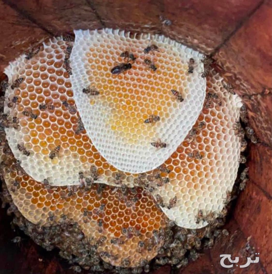 عسل الموسم جنوب 5