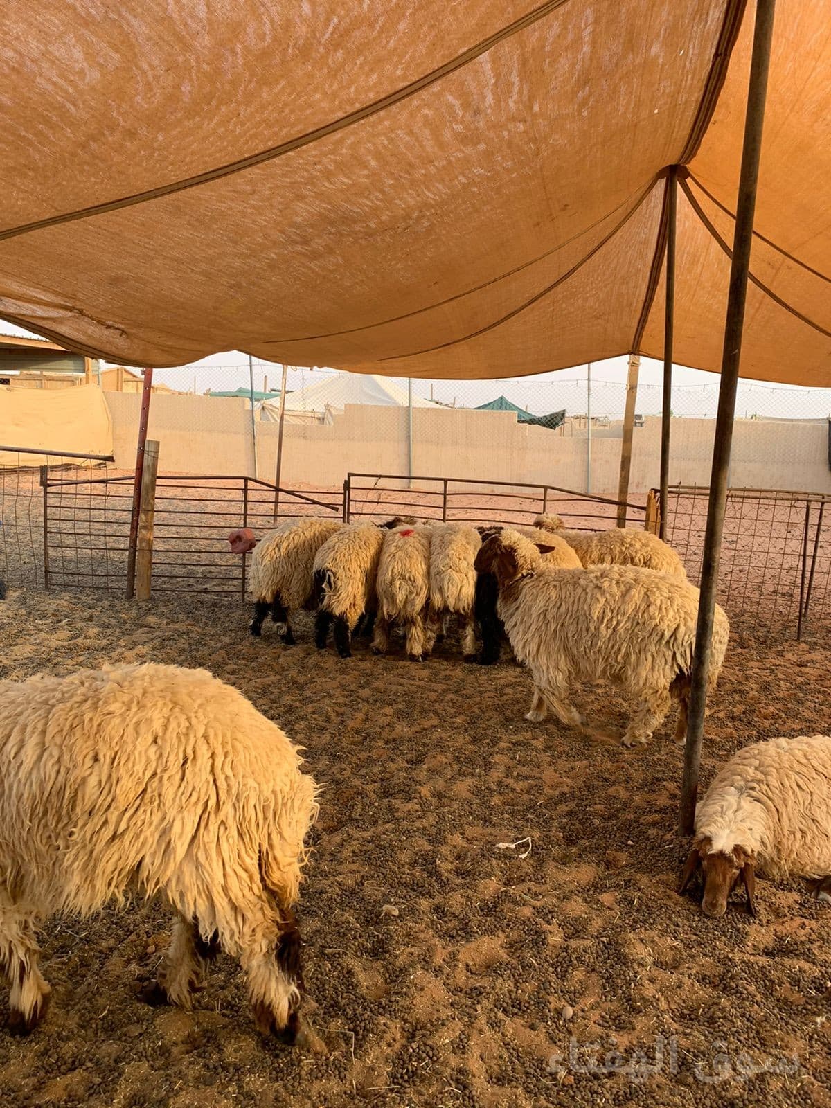 💫بهم ضحايا للبيع 💫 4