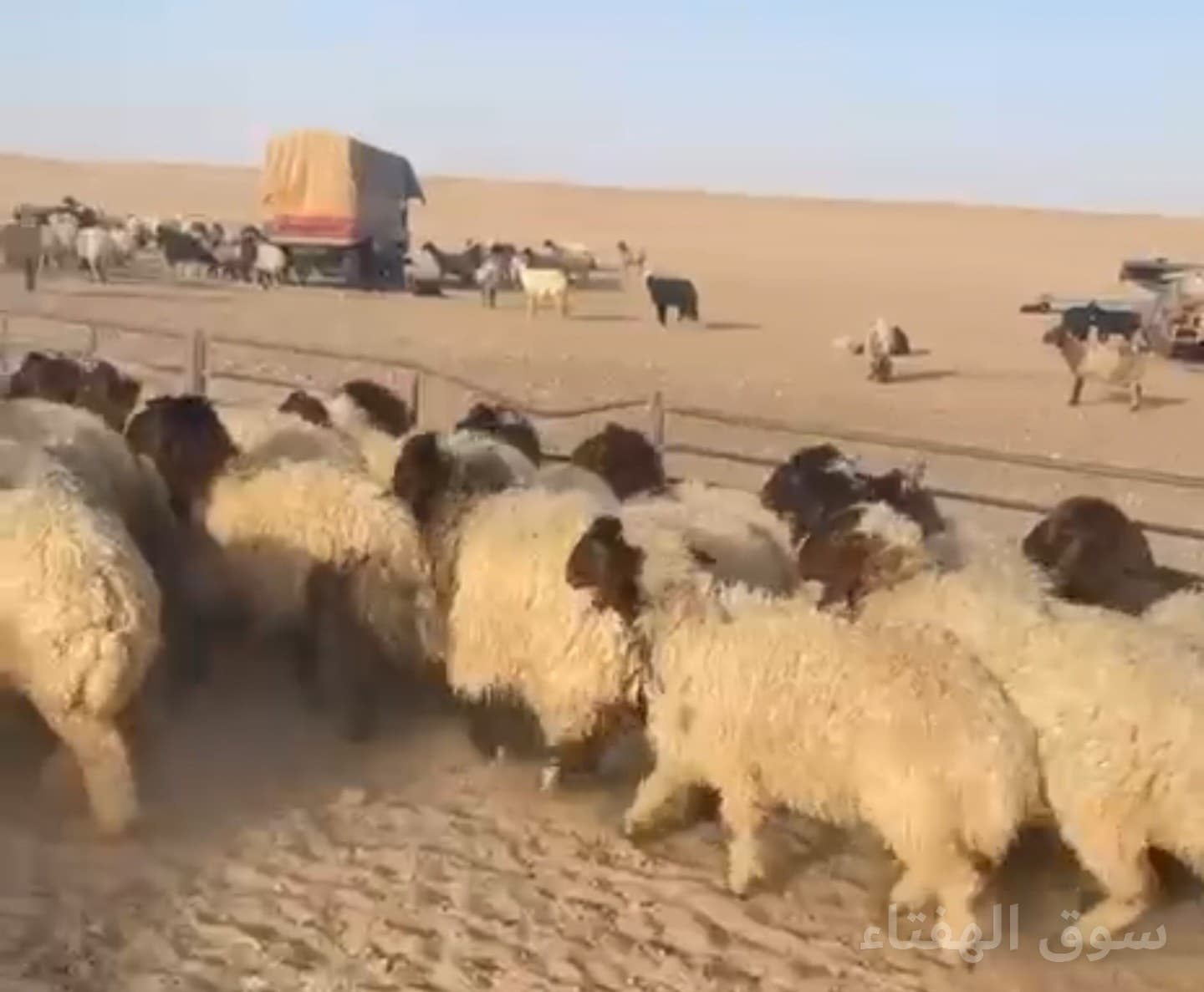 رخال طيبه للبيع
