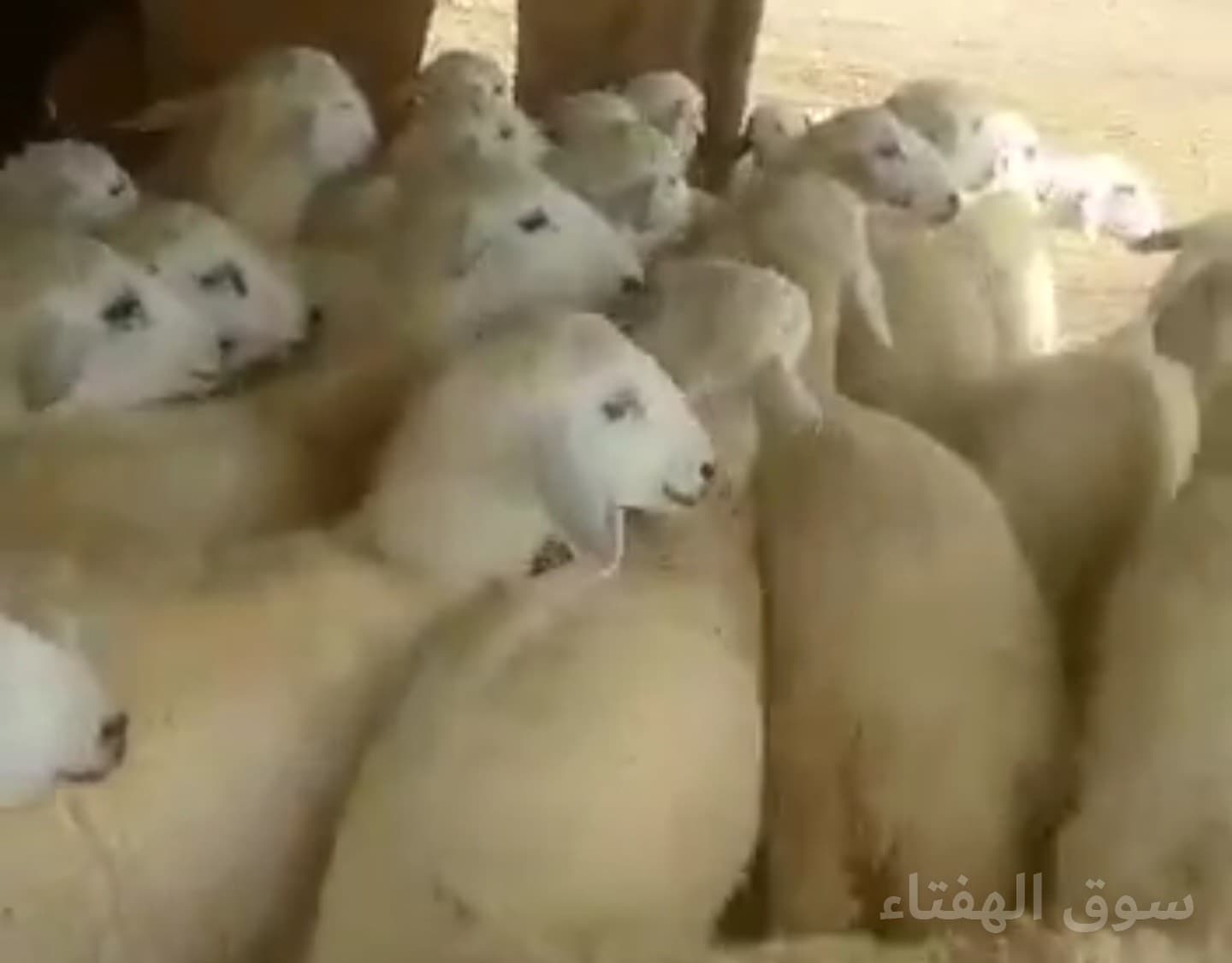 ضحايا حريات طيبه وسمان ونظيفه شرط علفها شعير وبرسيم