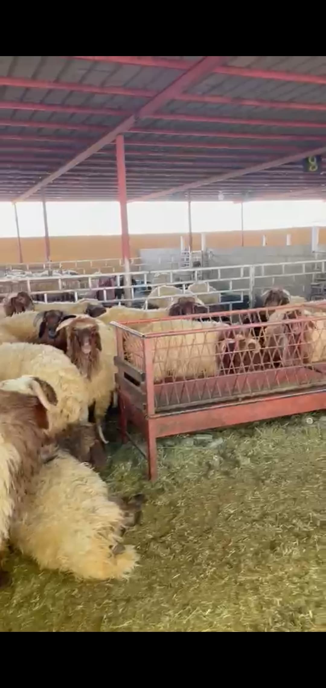 للبيع خرفان نعيم ضحايا